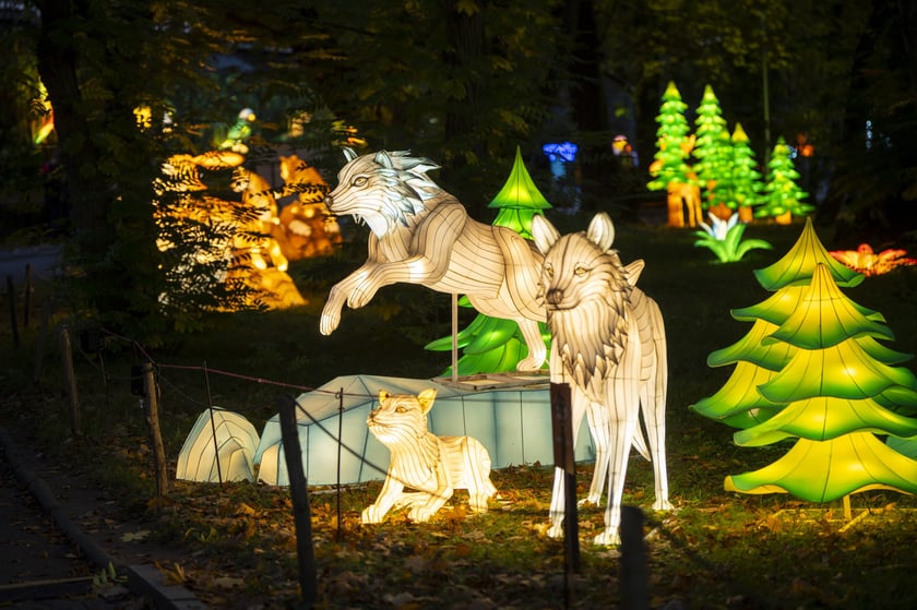 Wystawa Garden of Lights: Dzika Azja we wrocławskim zoo, październik 2024